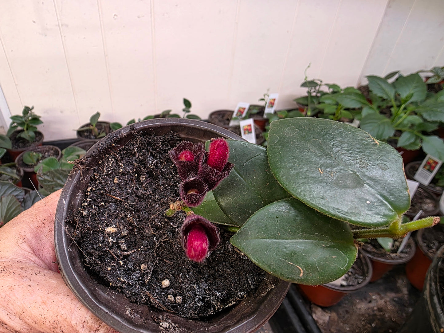 LIPSTICK Rooted Starter Plant about 2 inches tall RARE