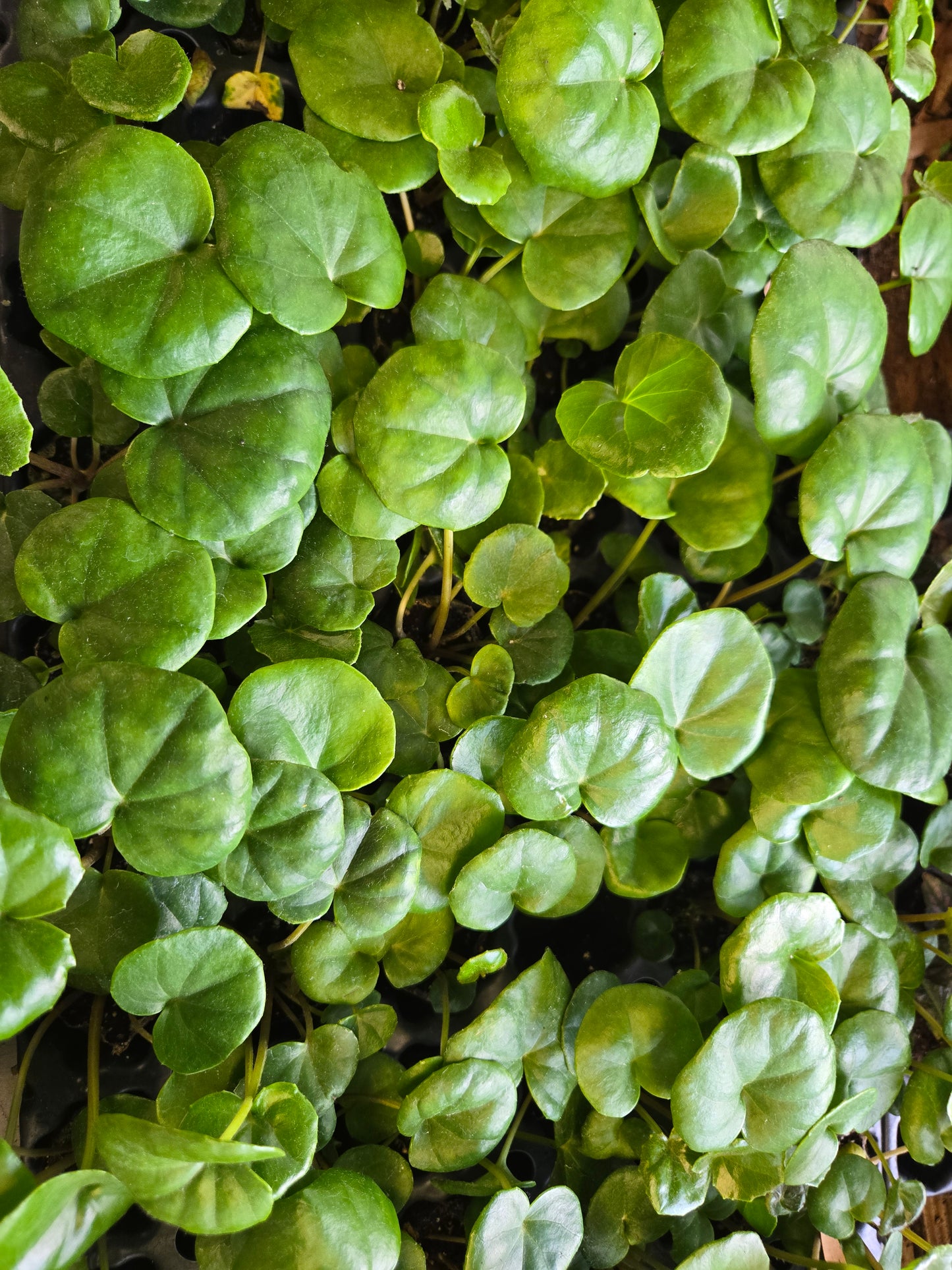 1 LIVE Plant SMALL Farfugium  Japonica Gigantea Tractor Seat