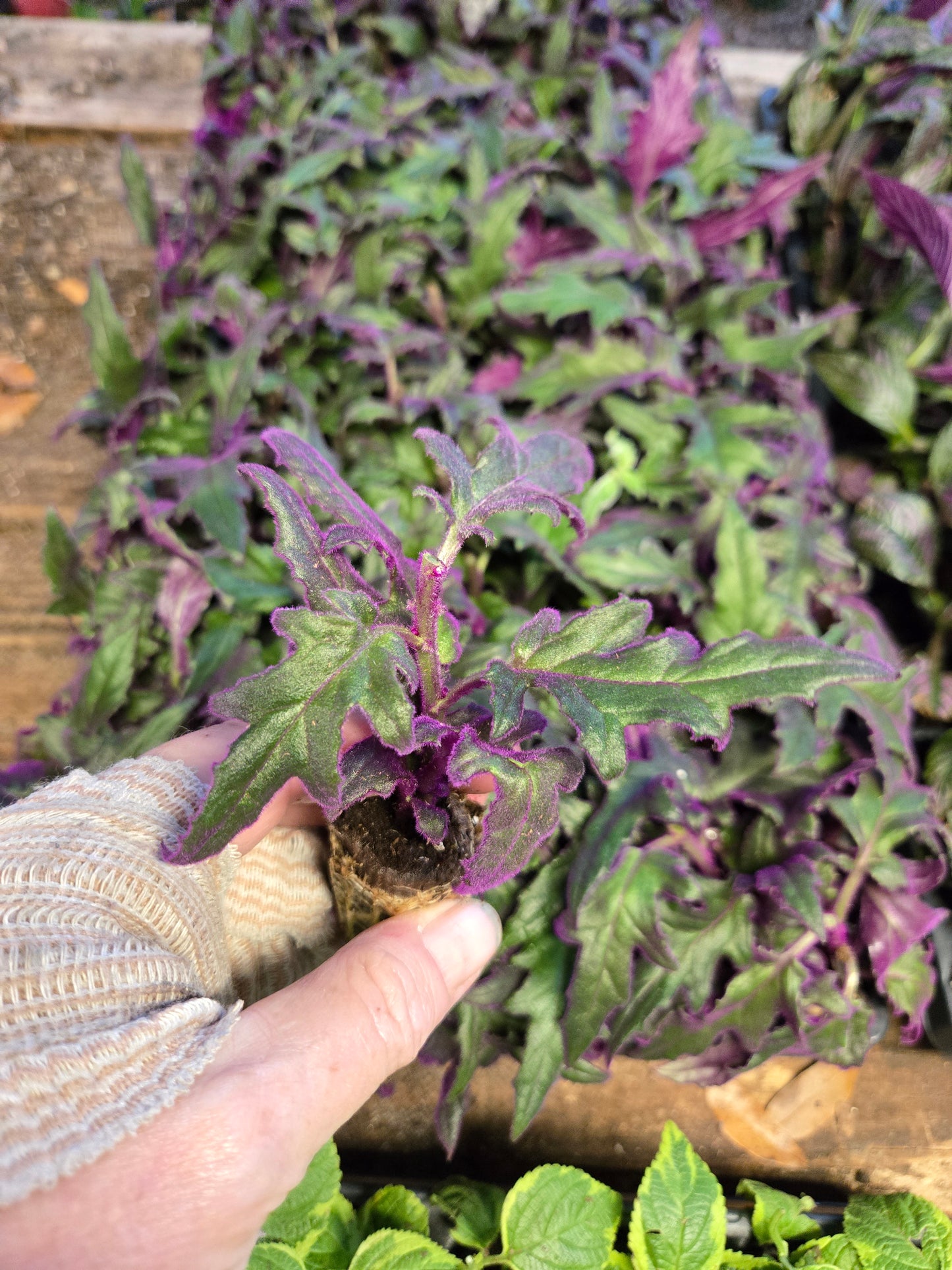 1 live rooted RARE Purple Passion (Gynura Aurantiaca) purple velvet