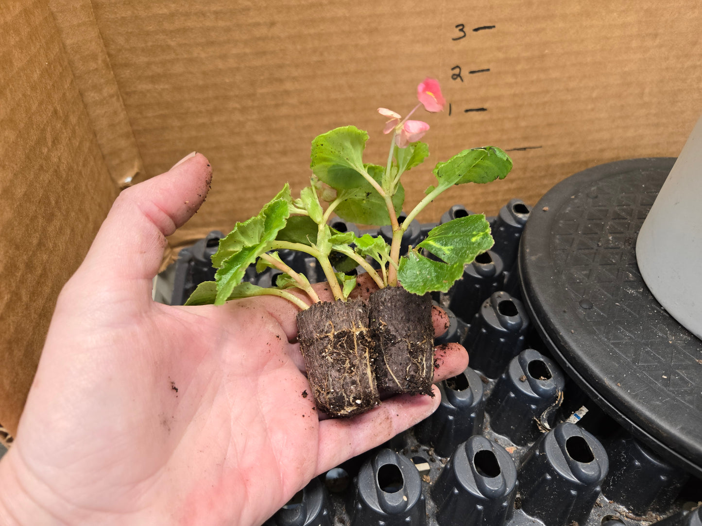 Small Begonia variegated leaves'PINK CHARM' wax begonia