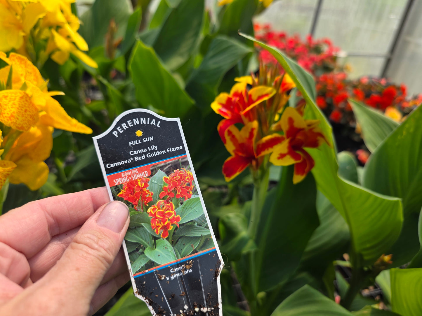 'CANNOVA RED GOLDEN FLAME Canna live plant
