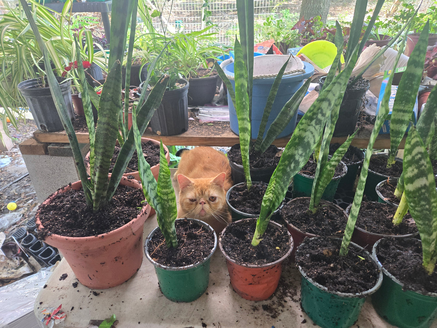 SNAKE PLANT aka mother in laws tongue
