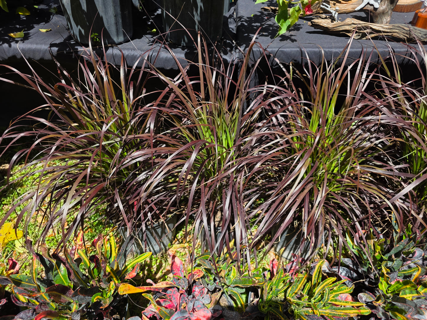 1 Live Starter/plug Rooted Purple Fountain Grass