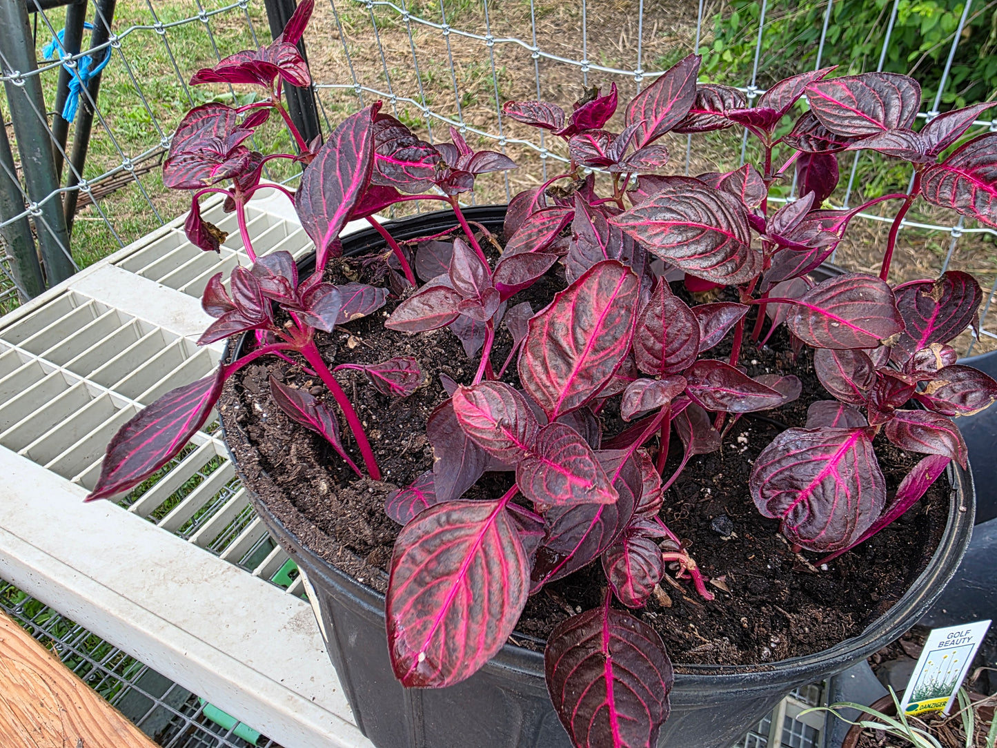 Live Lysine Chicken Gizzard/Bloodleaf Rooted Starter Plant