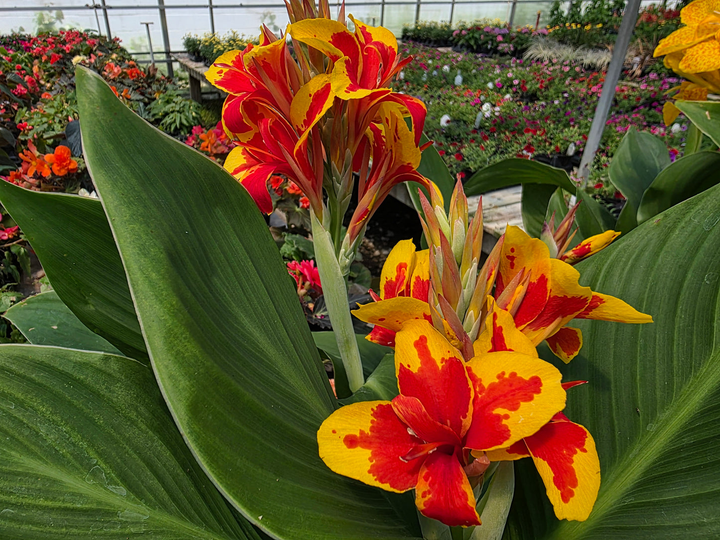 'CANNOVA RED GOLDEN FLAME Canna live plant