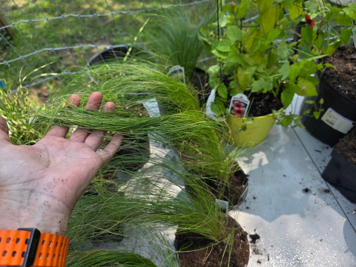 Feather Grass 'COLORGRASS PONY TAILS '