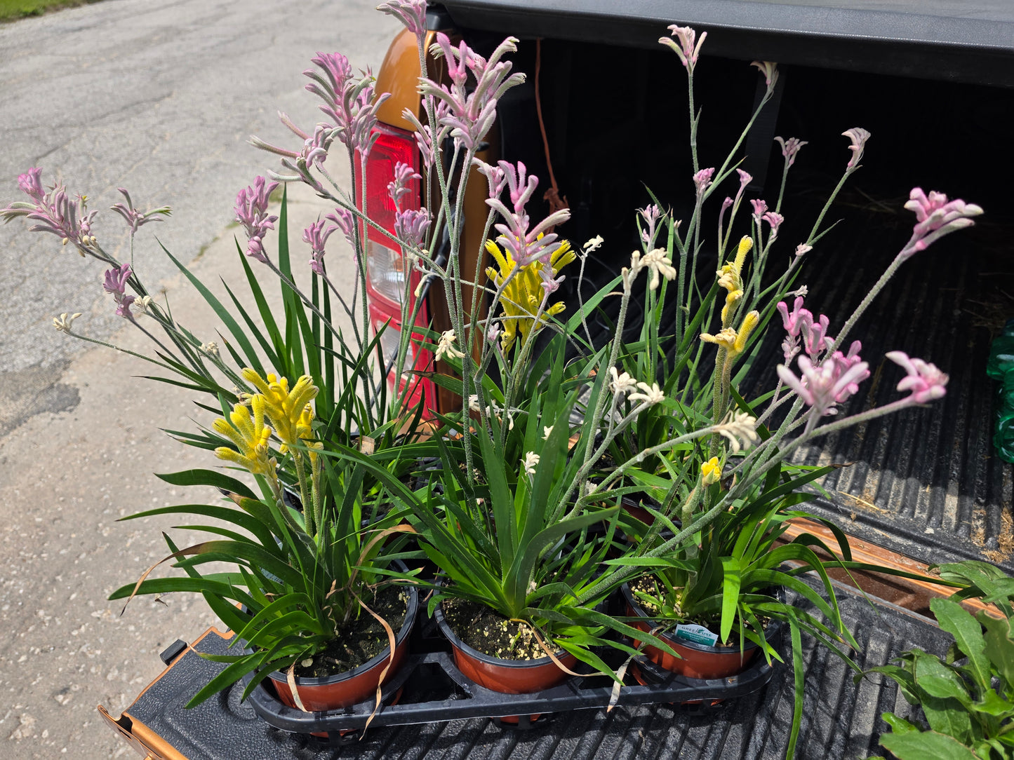 KANGAROO PAW LIVE plant Pink full clump