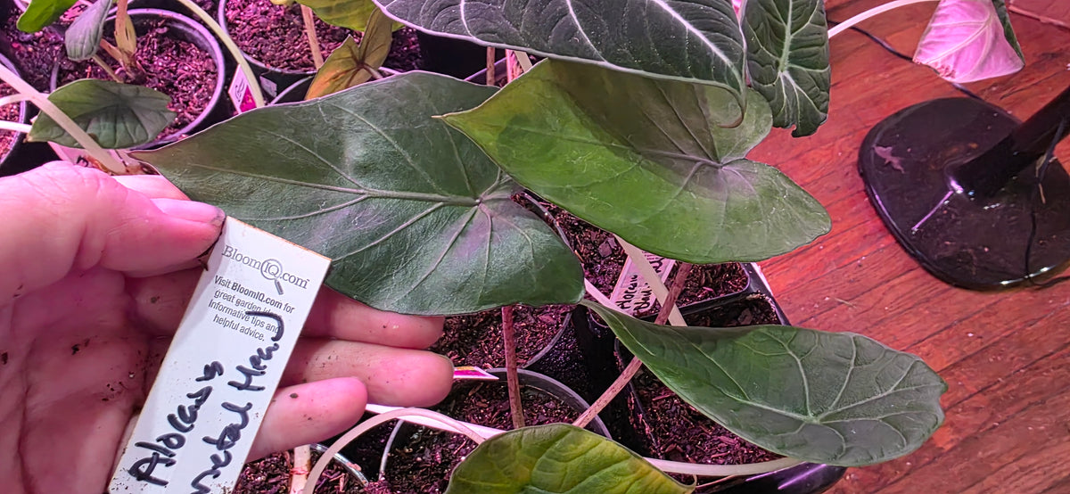 Alocasia Maharani