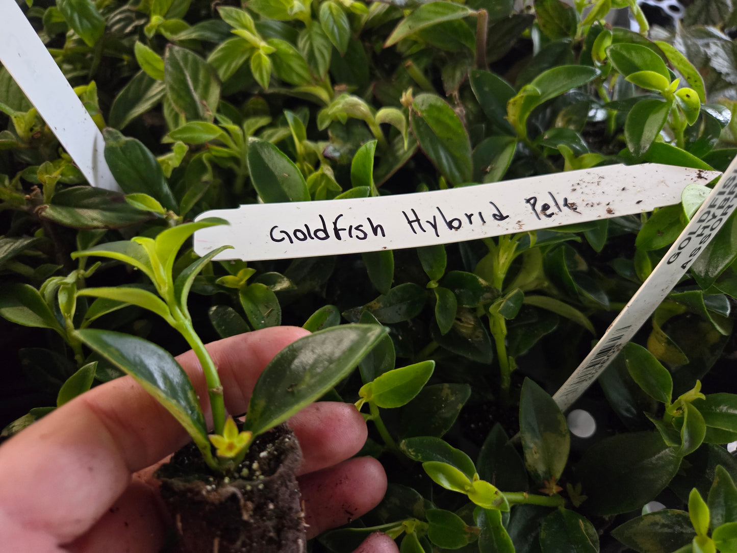 Goldfish columnea "Columnea Schiedeana (Columnea Minor)"