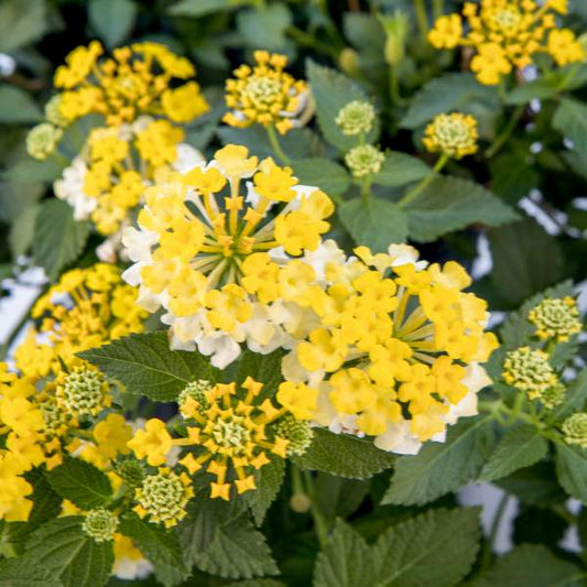 5 LOT of Lantana " ASSORTED VARIETIES" Live Rooted Starter  Plant
