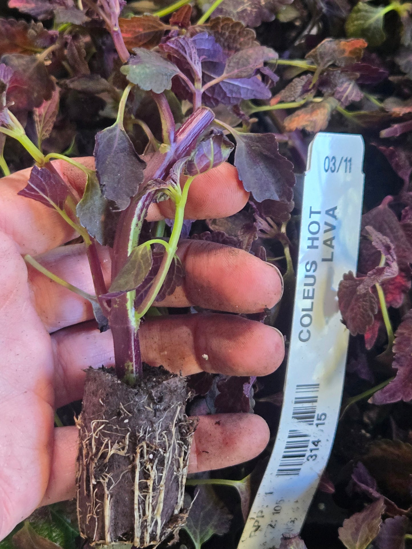 Coleus "HOT LAVA"