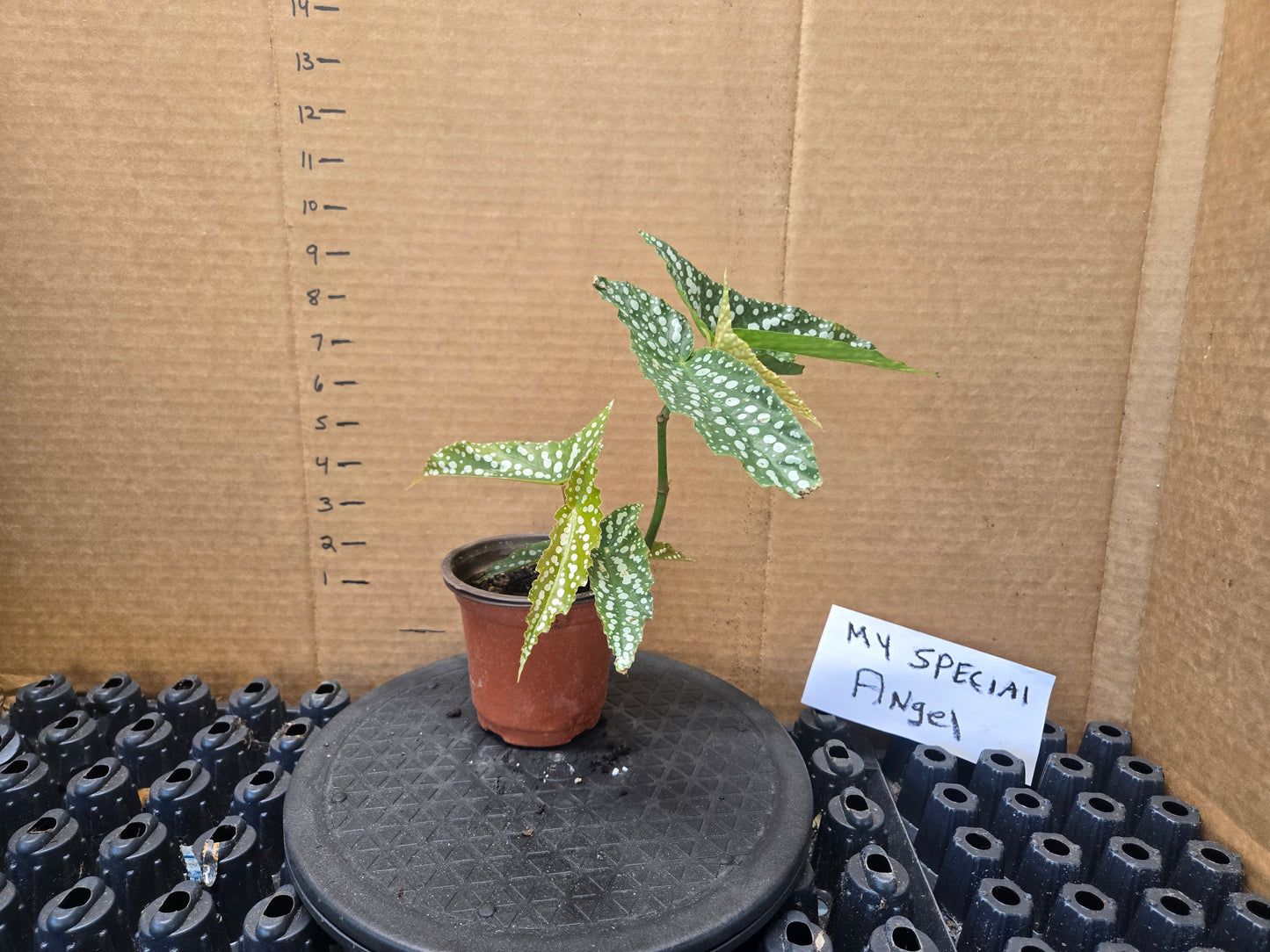 WITH 4in POT Live Begonia MY SPECIAL Rooted Plant Angel Wing Cane Polka Dot Spotted