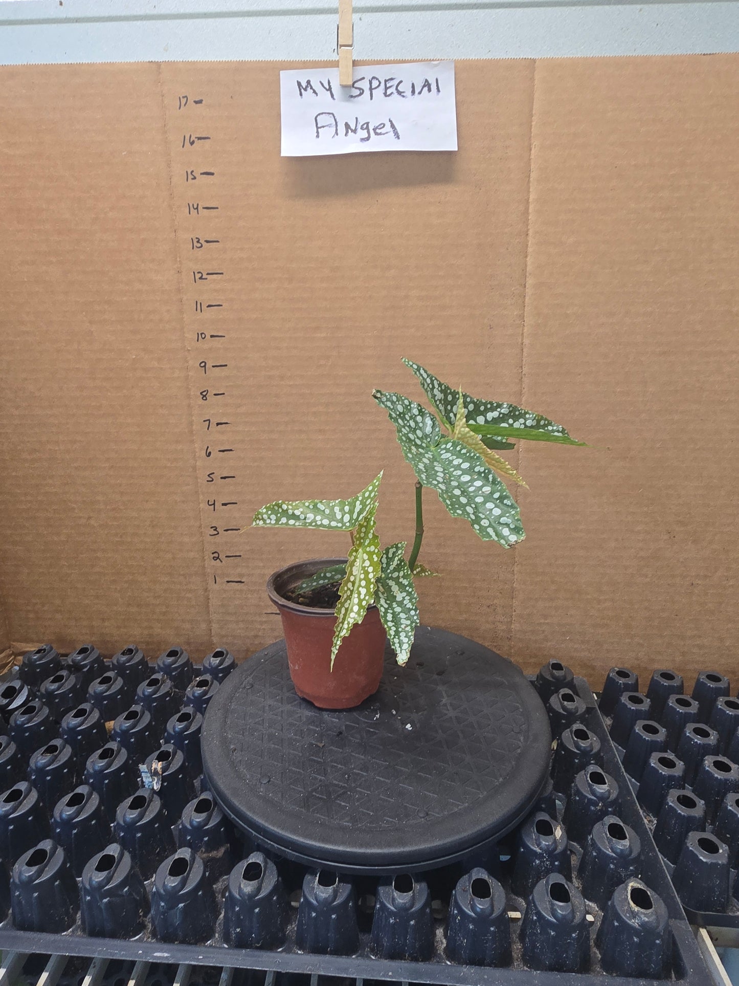 WITH 4in POT Live Begonia MY SPECIAL Rooted Plant Angel Wing Cane Polka Dot Spotted