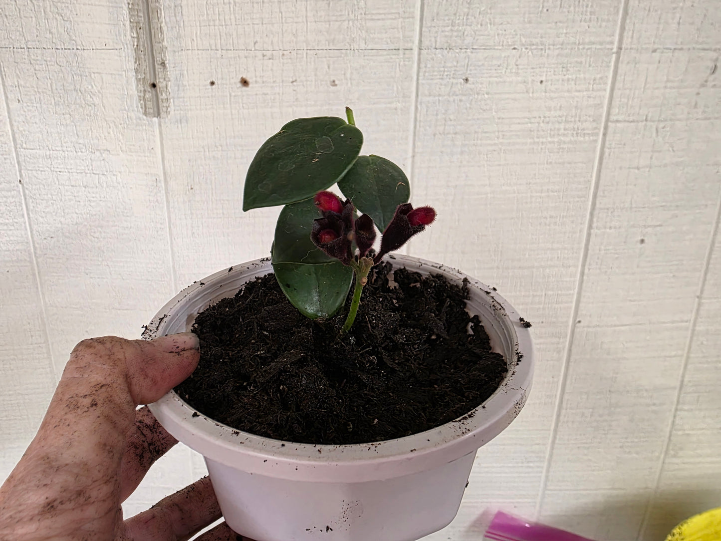 LIPSTICK Rooted Starter Plant about 2 inches tall RARE