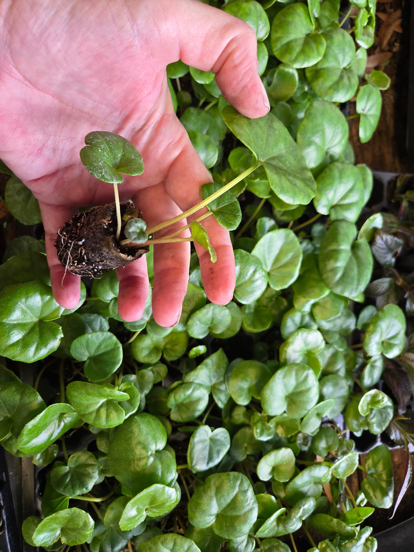 1 LIVE Plant SMALL Farfugium  Japonica Gigantea Tractor Seat