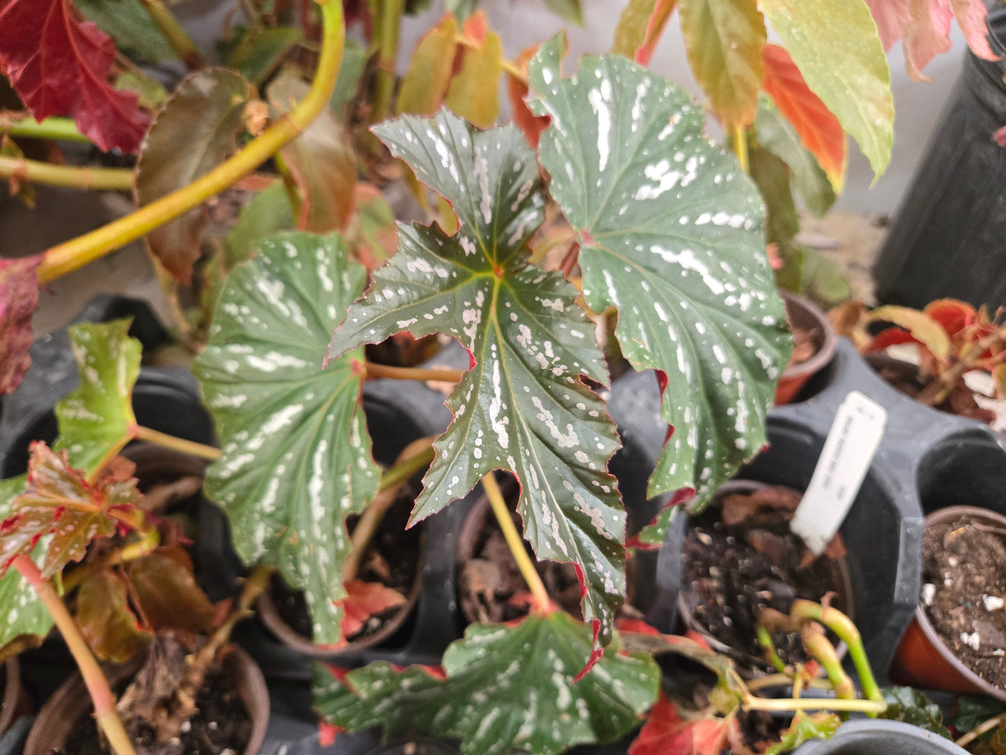 1 Live Angel Wing/cane Sophia Begonia Rooted