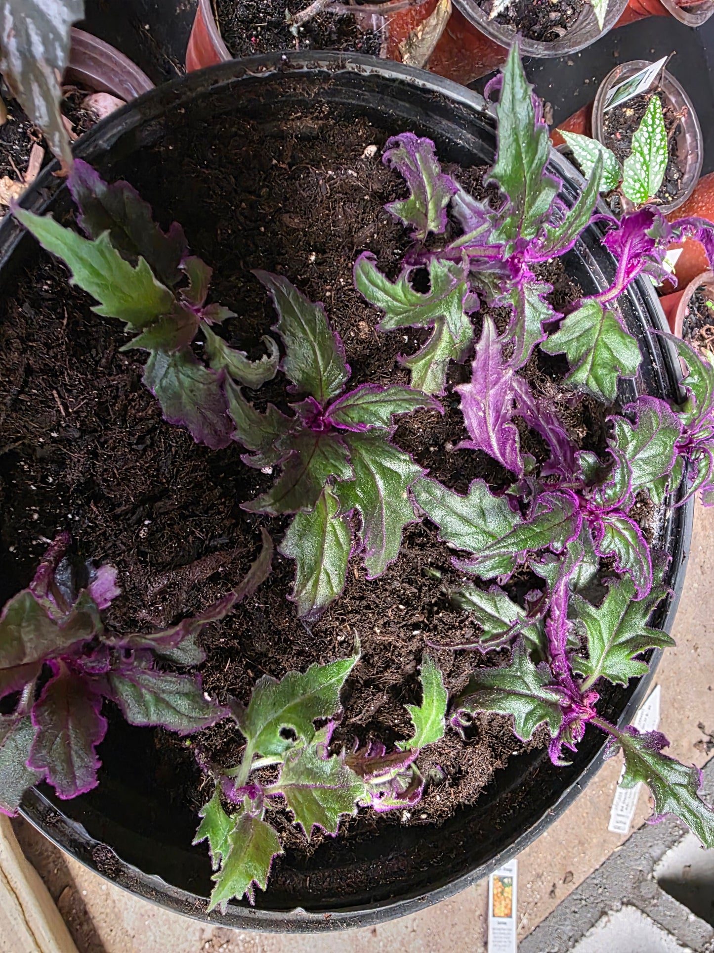 1 live rooted RARE Purple Passion (Gynura Aurantiaca) purple velvet