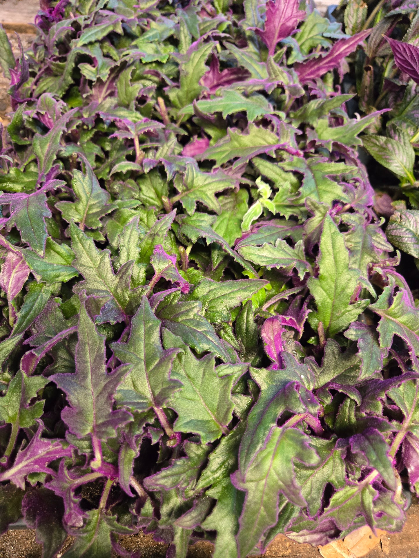 1 live rooted RARE Purple Passion (Gynura Aurantiaca) purple velvet