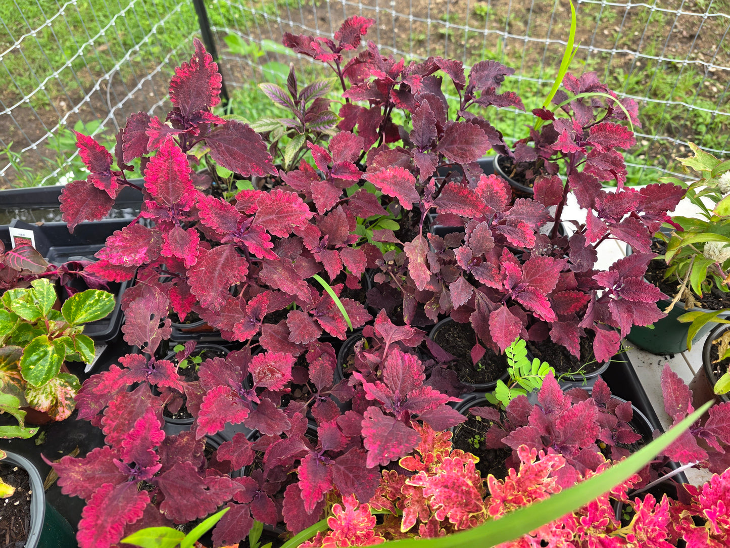 Coleus "HOT LAVA"