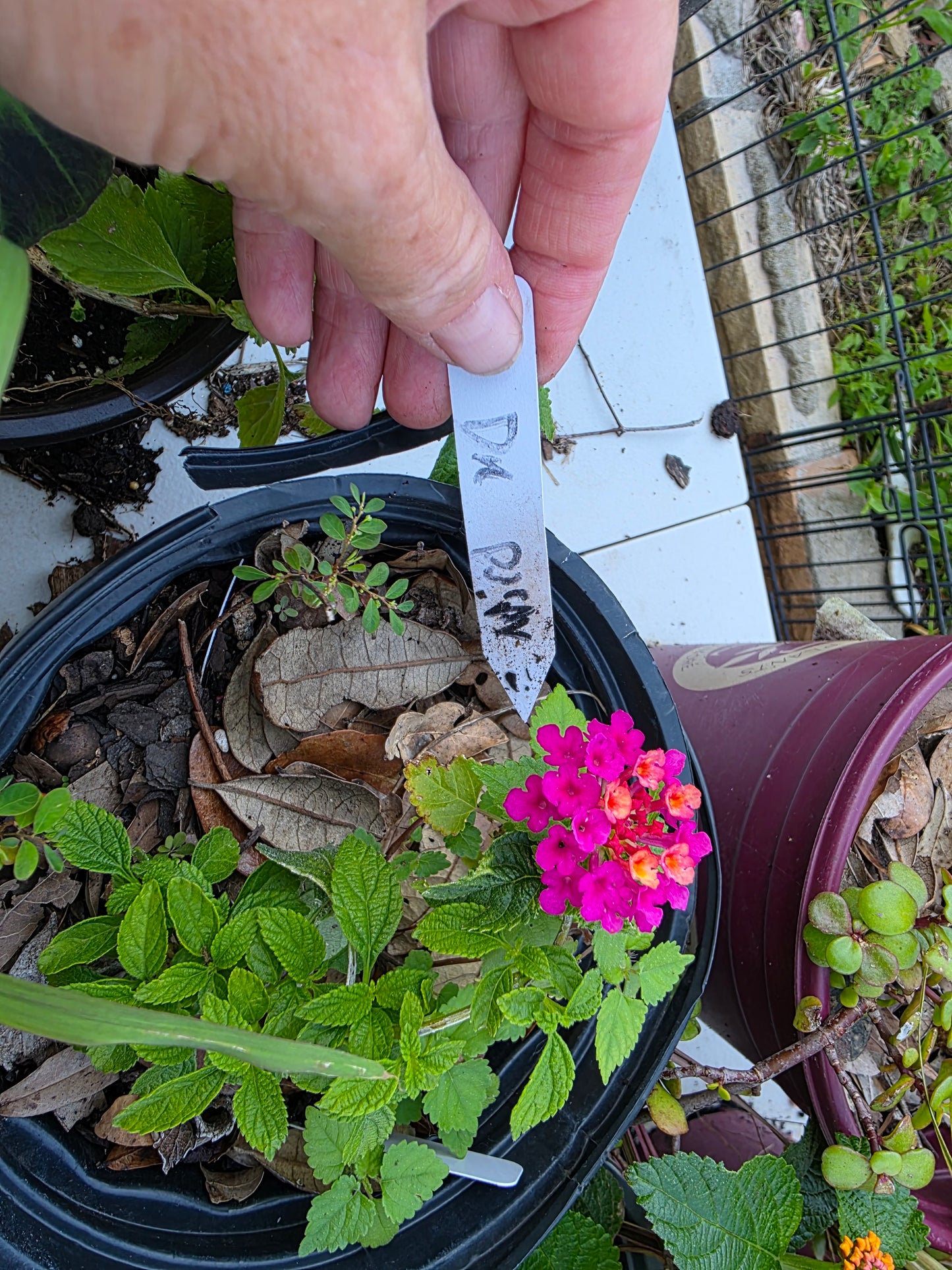 Lantana "DARK PURPLE" 1 Live Rooted Starter Plant