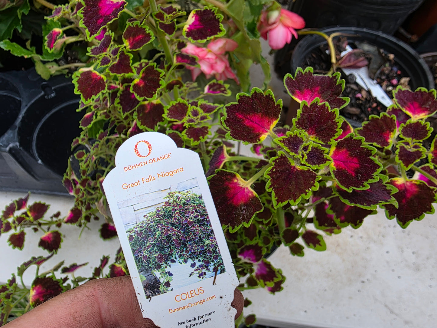 Dwarf leaf Coleus "GREAT FALLS NIAGARA"