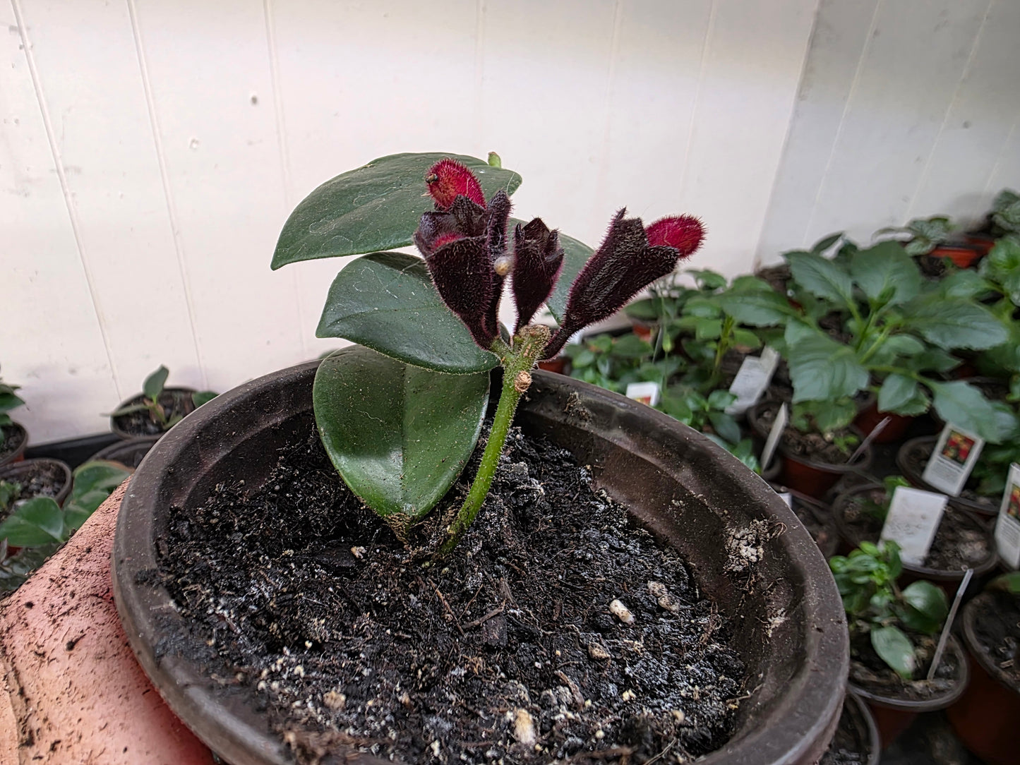 LIPSTICK Rooted Starter Plant about 2 inches tall RARE
