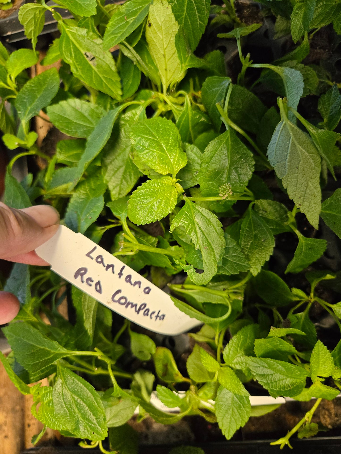 Lantana " RED COMPACTA" Live Rooted Starter Plant