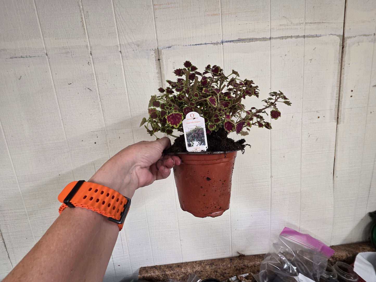 Dwarf leaf Coleus "GREAT FALLS NIAGARA"