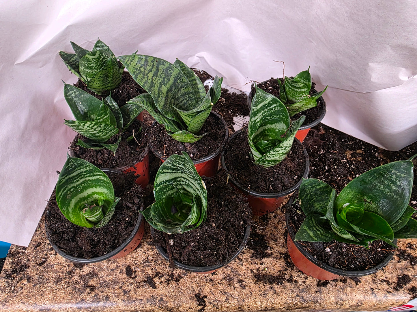 Birds Nest Snake Plant