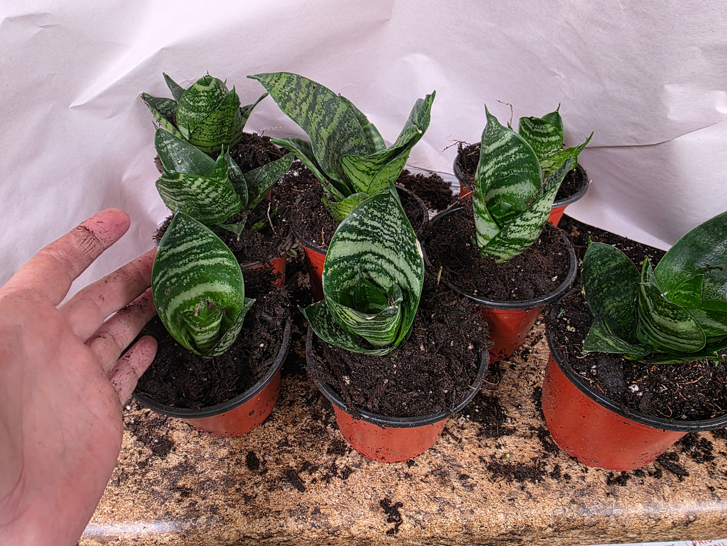 Birds Nest Snake Plant