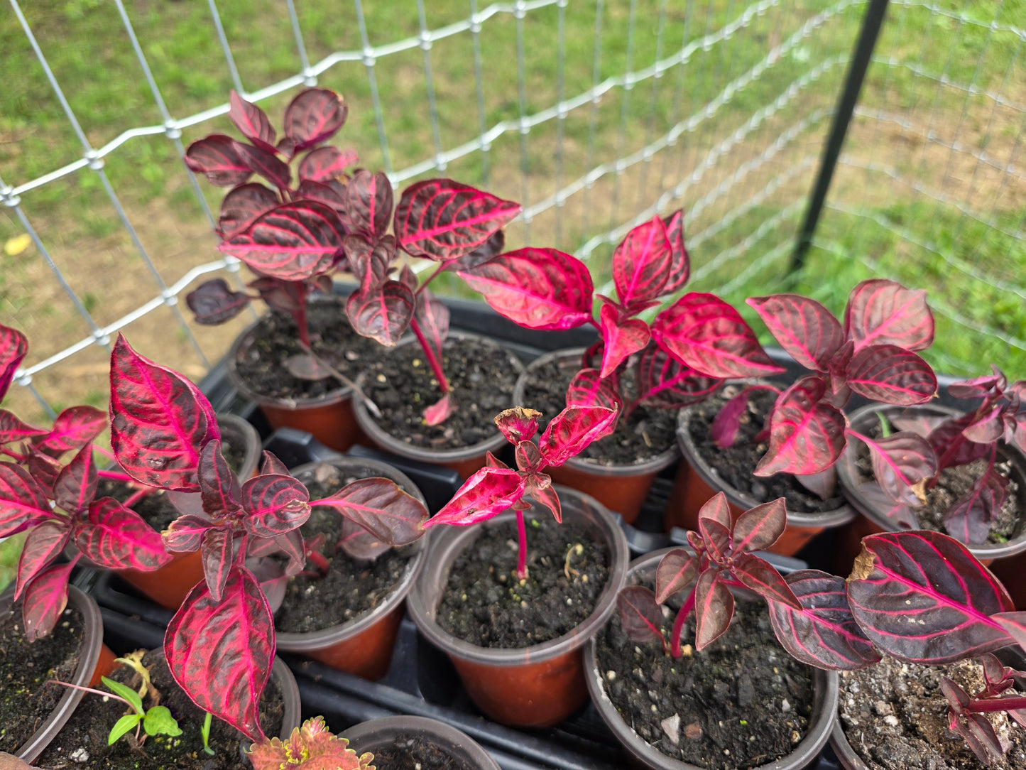 Live Lysine Chicken Gizzard/Bloodleaf Rooted Starter Plant