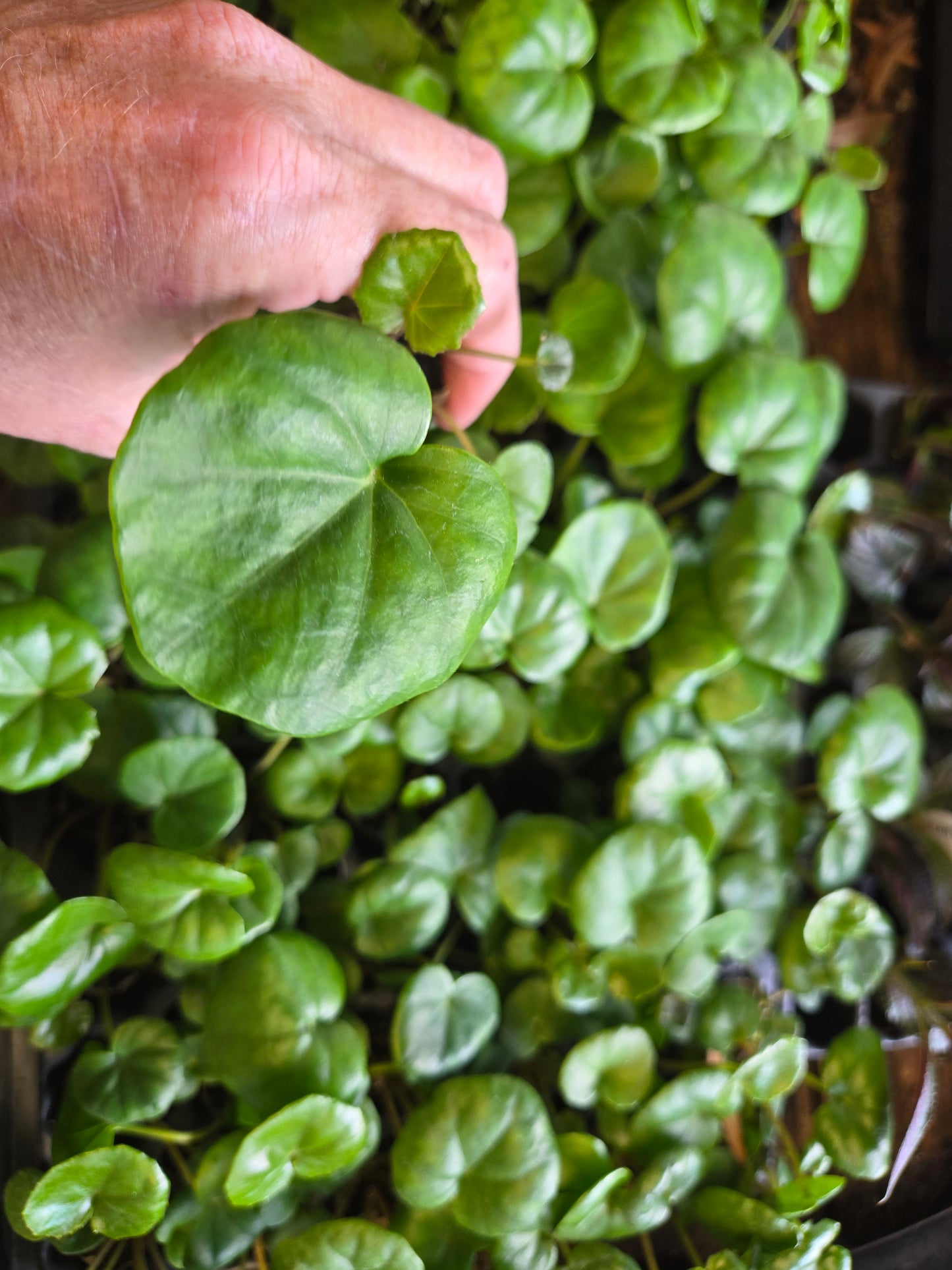 1 LIVE Plant SMALL Farfugium  Japonica Gigantea Tractor Seat