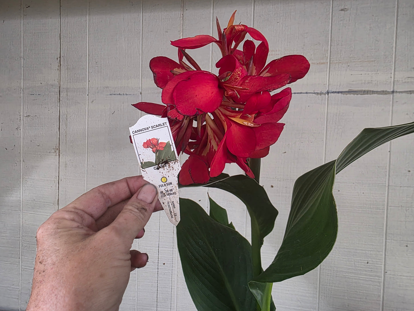 CANNOVA SCARLET 'Canna live plant