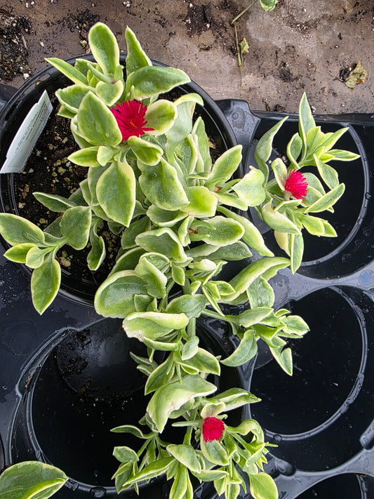 Variegated Dorotheanthus Red  (aptenia)/Livingstone Daisy. Baby Sun Rose