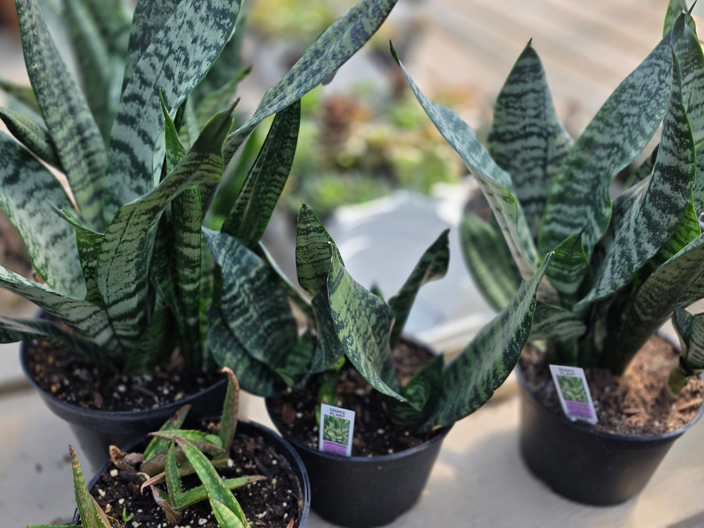 Birds Nest Snake Plant