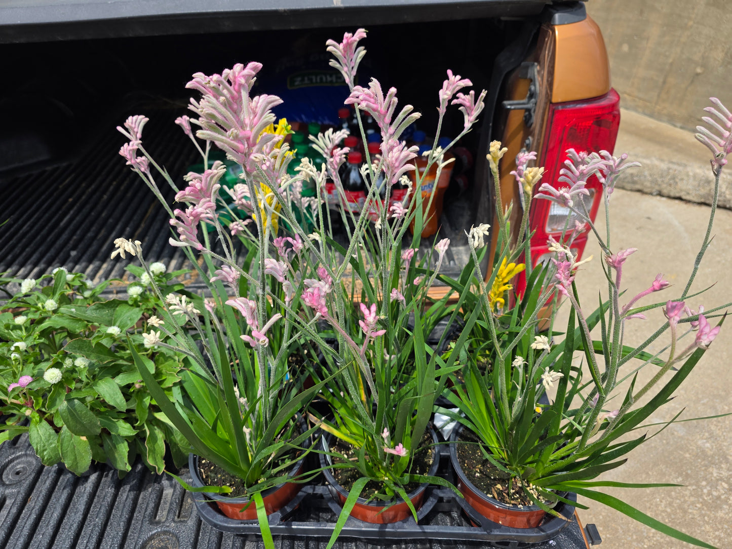 KANGAROO PAW LIVE plant Pink full clump