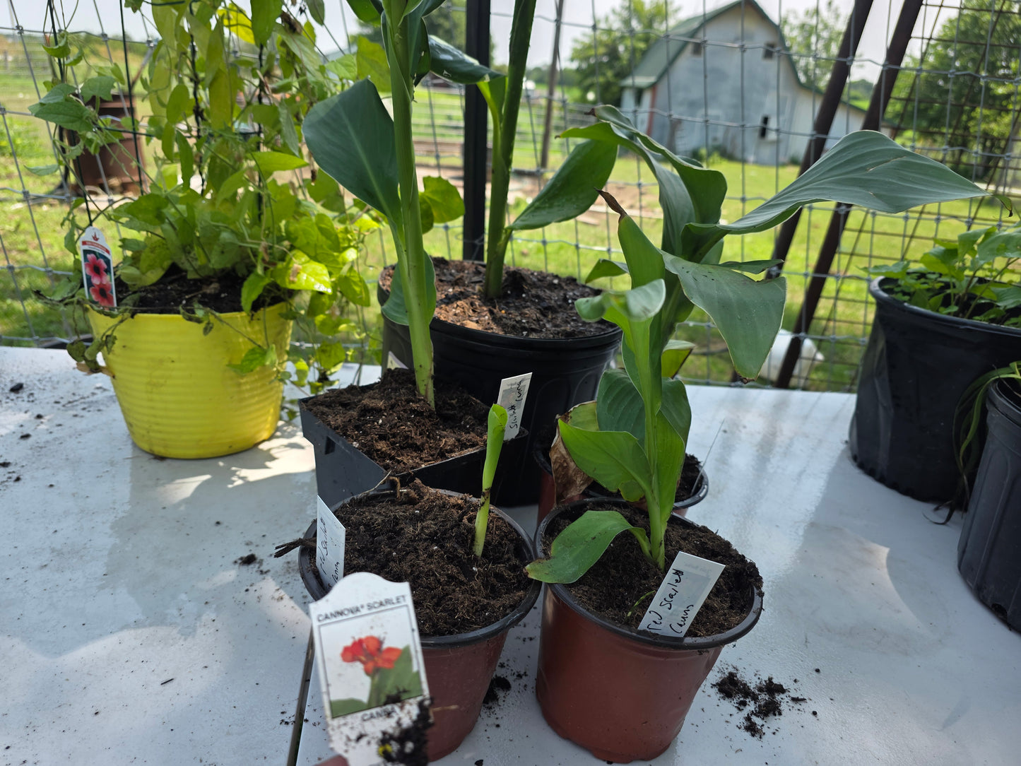 CANNOVA SCARLET 'Canna live plant