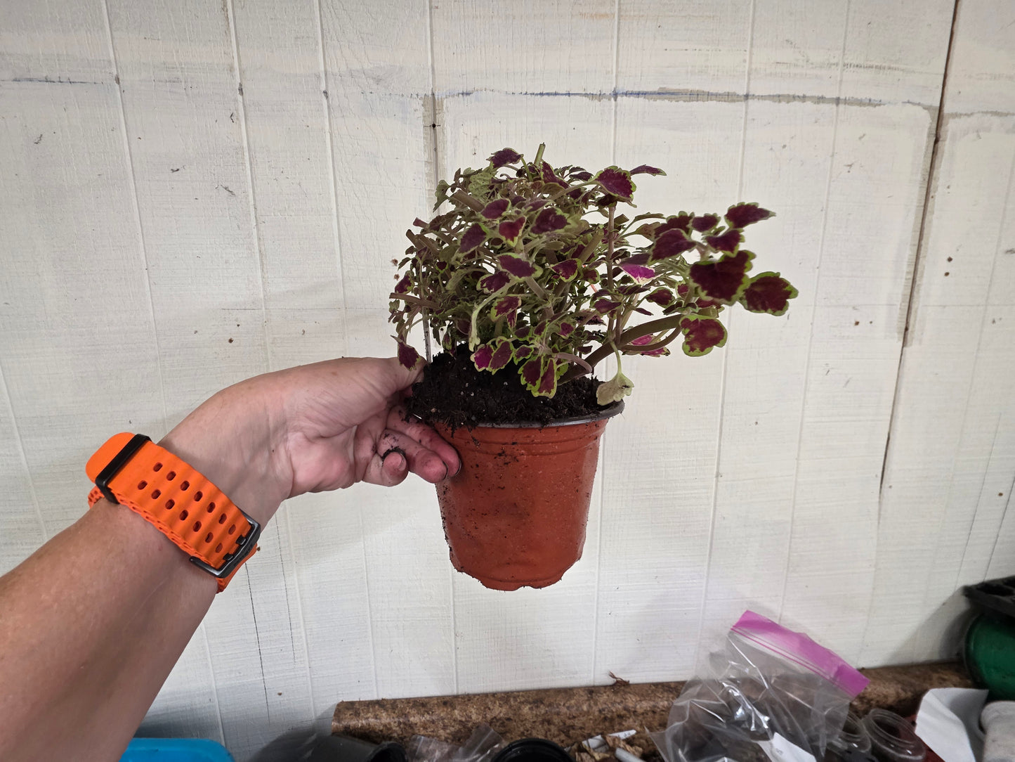 Dwarf leaf Coleus "GREAT FALLS NIAGARA"