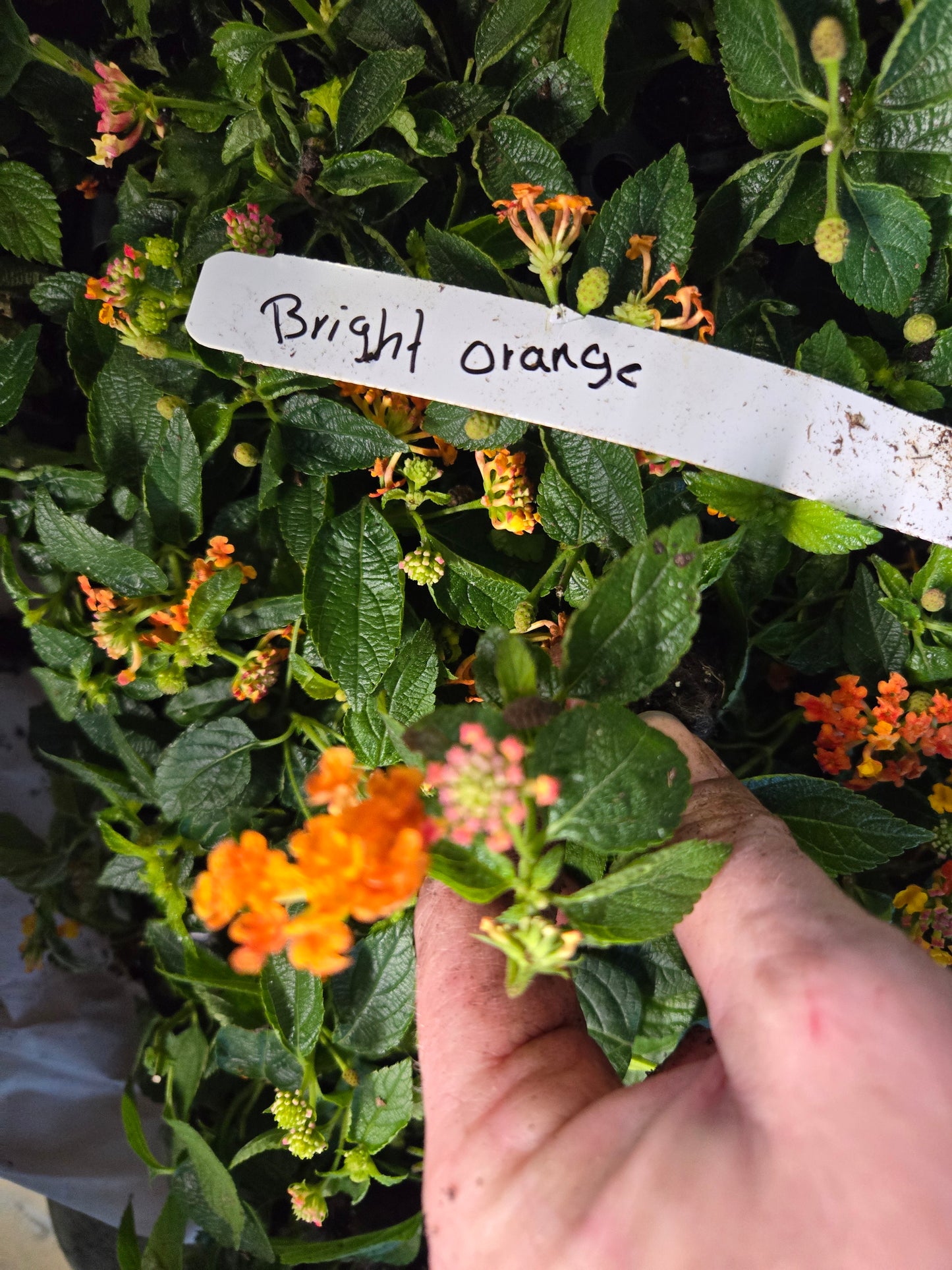 Lantana " BRIGHT ORANGE" Live Rooted Starter Plant