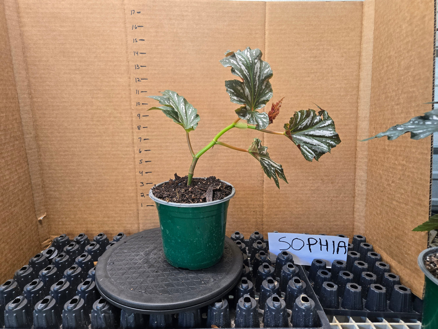 Large Angel Wing/cane Sophia Begonia Rooted