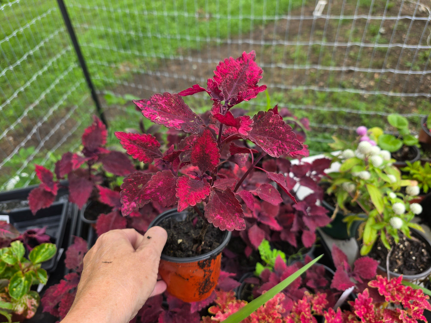 Coleus "HOT LAVA"