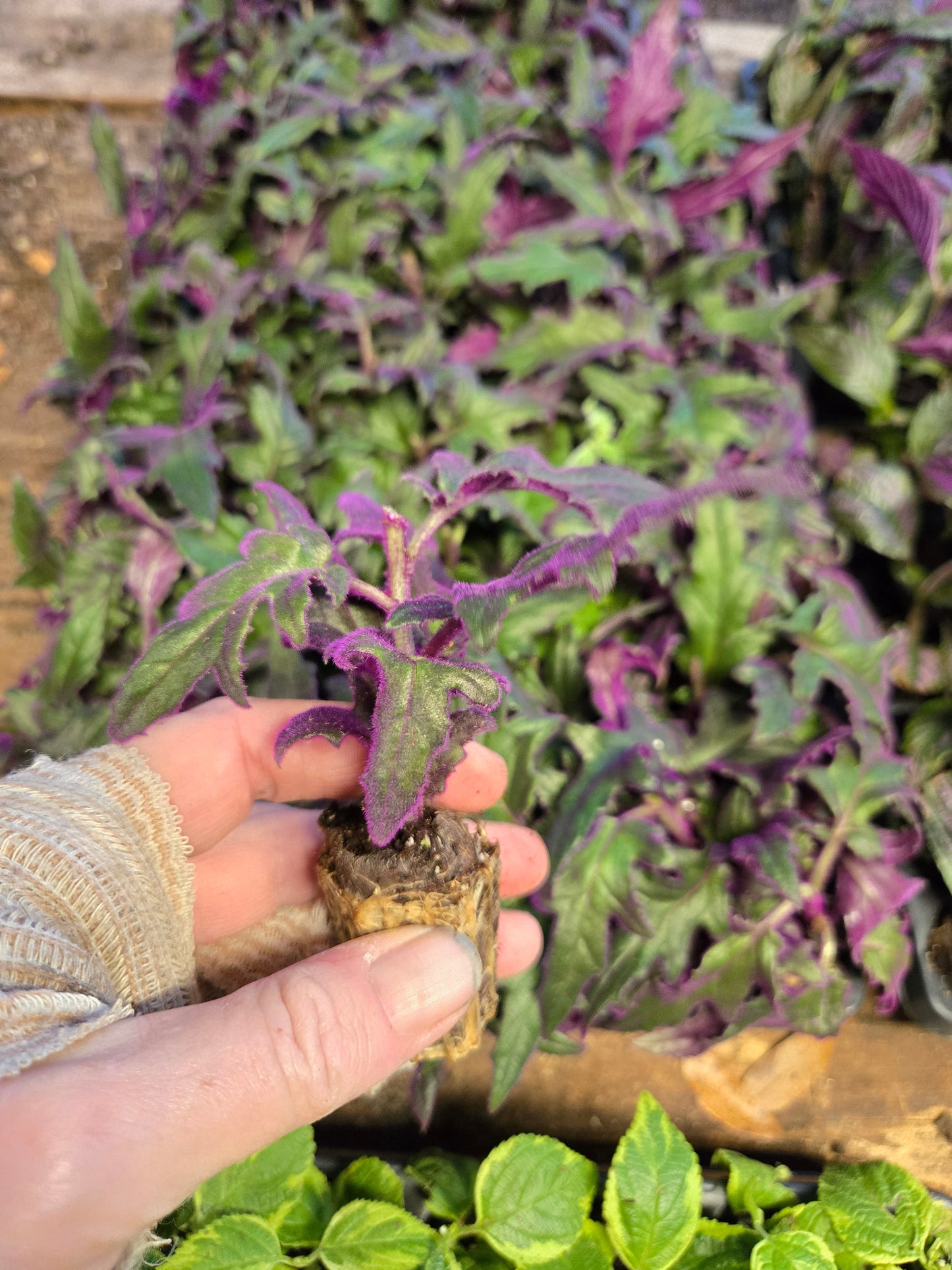 1 live rooted RARE Purple Passion (Gynura Aurantiaca) purple velvet