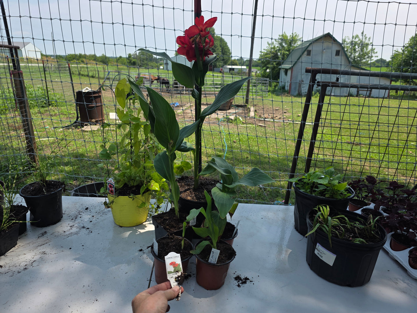CANNOVA SCARLET 'Canna live plant
