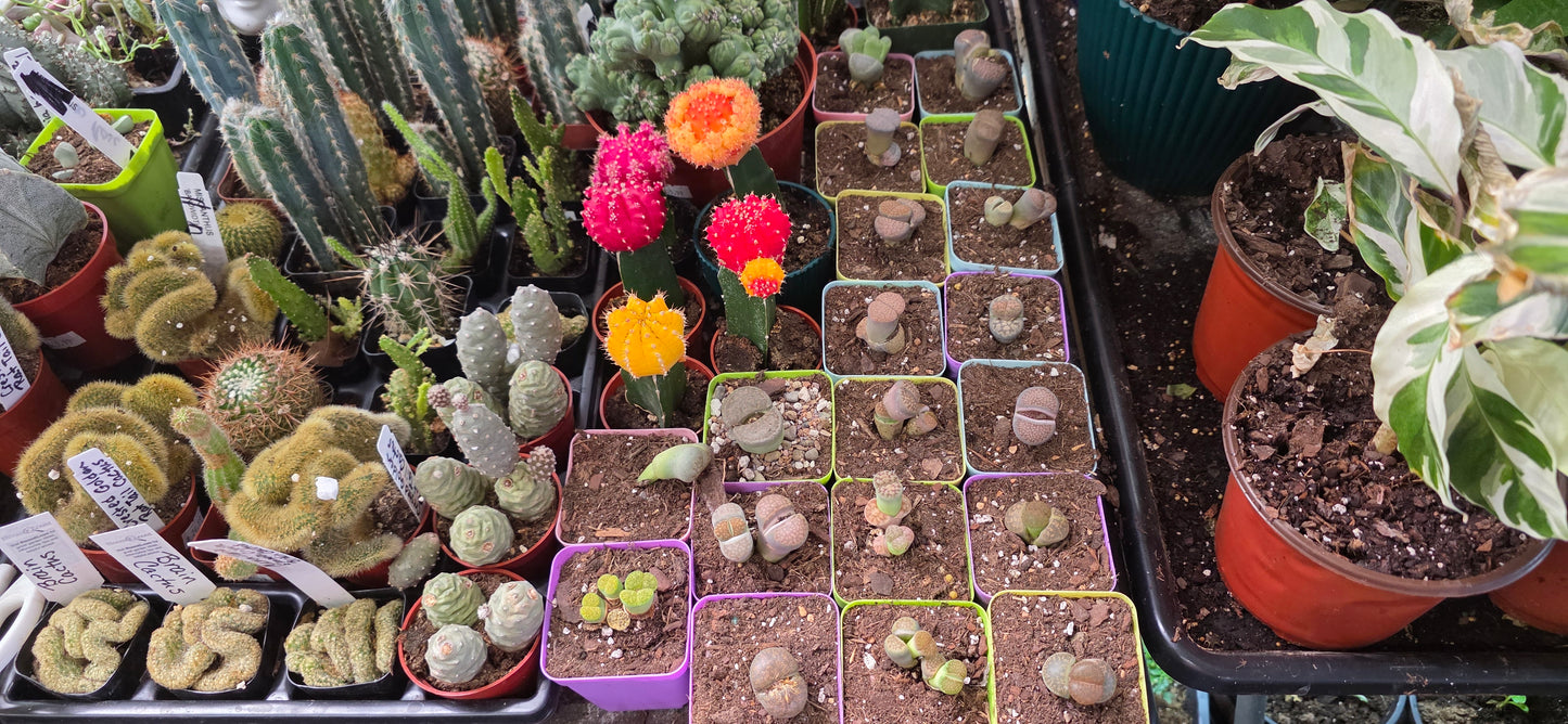 Lithops | 1.5 inch: 1.5 inch
