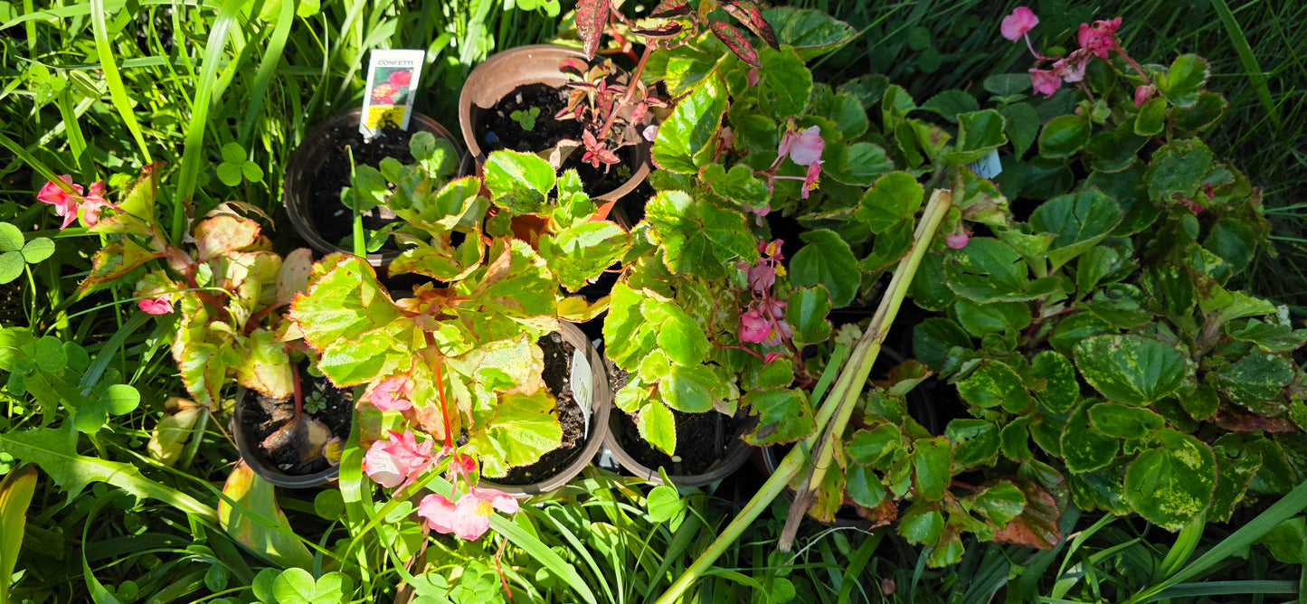 Small Begonia variegated leaves'PINK CHARM' wax begonia