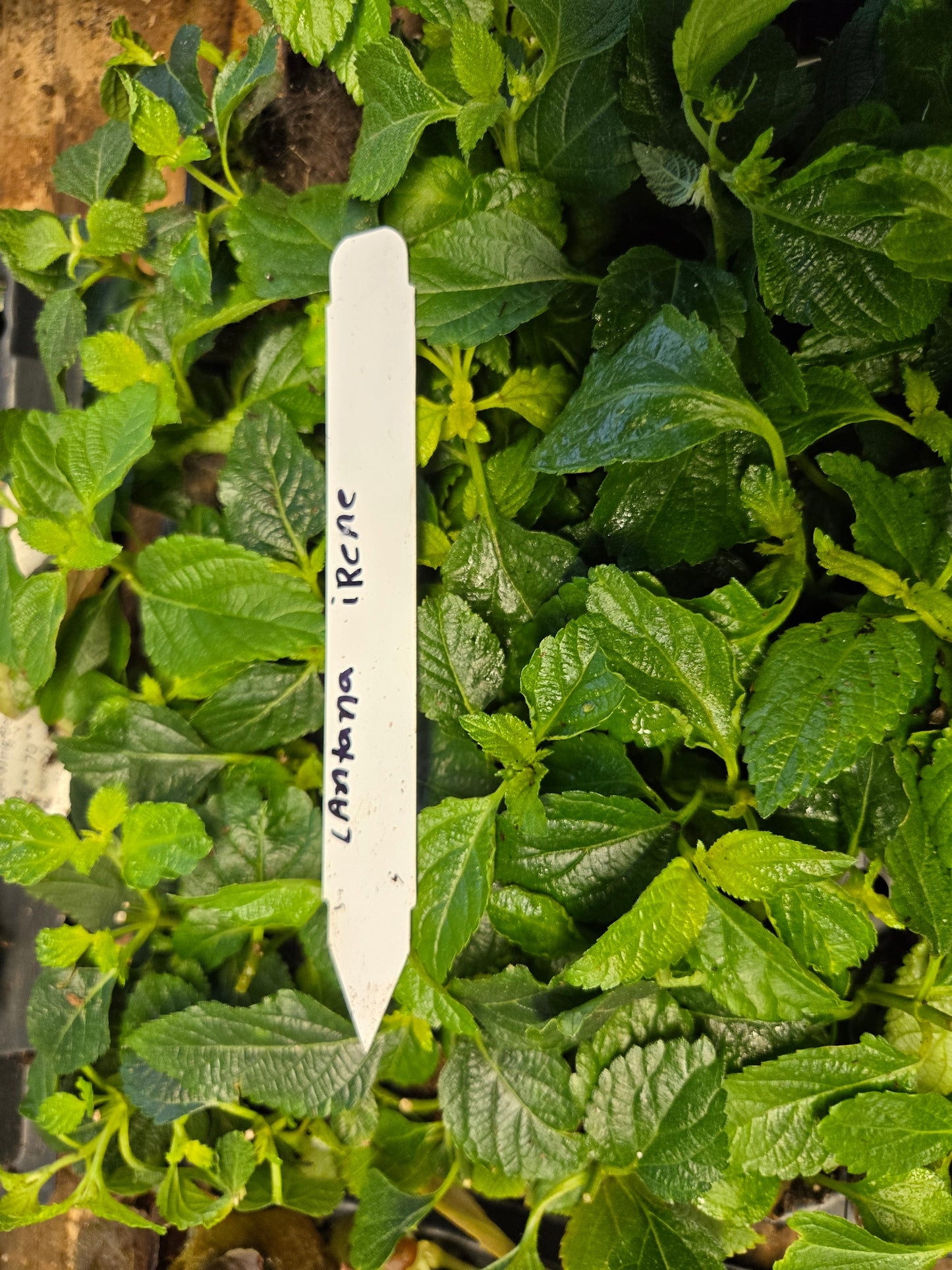 Lantana " IRENE" Live Rooted Starter Plant