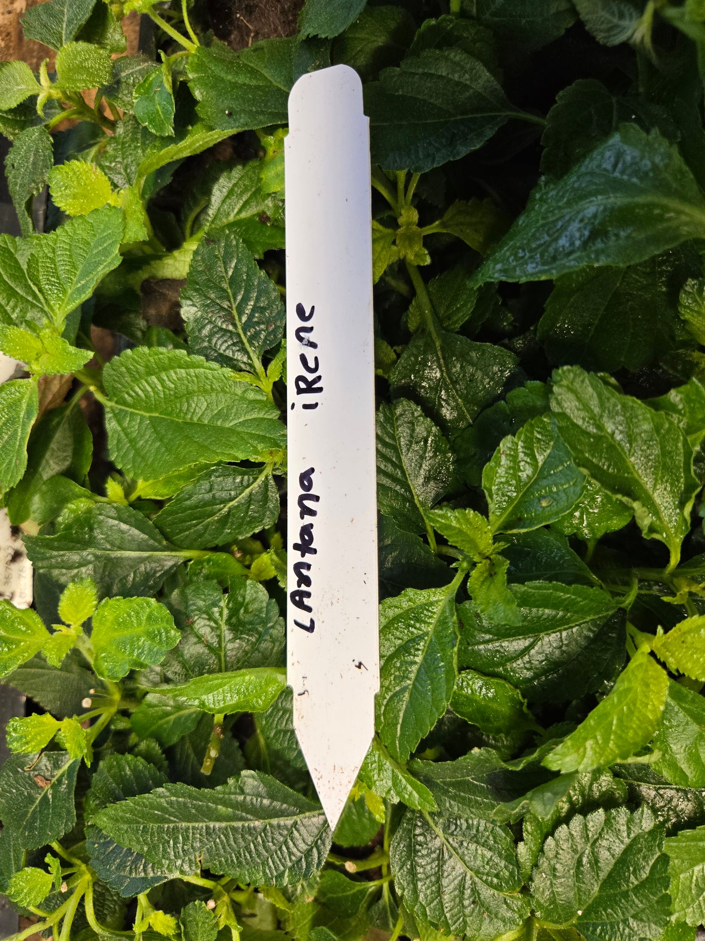 Lantana " IRENE" Live Rooted Starter Plant