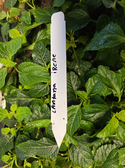 Lantana " IRENE" Live Rooted Starter  Plant