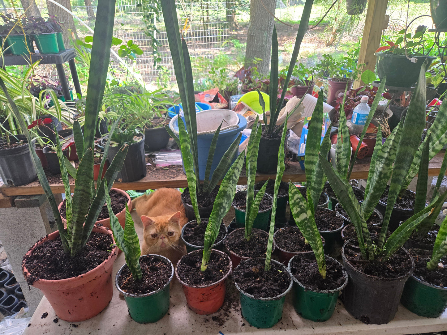 SNAKE PLANT aka mother in laws tongue