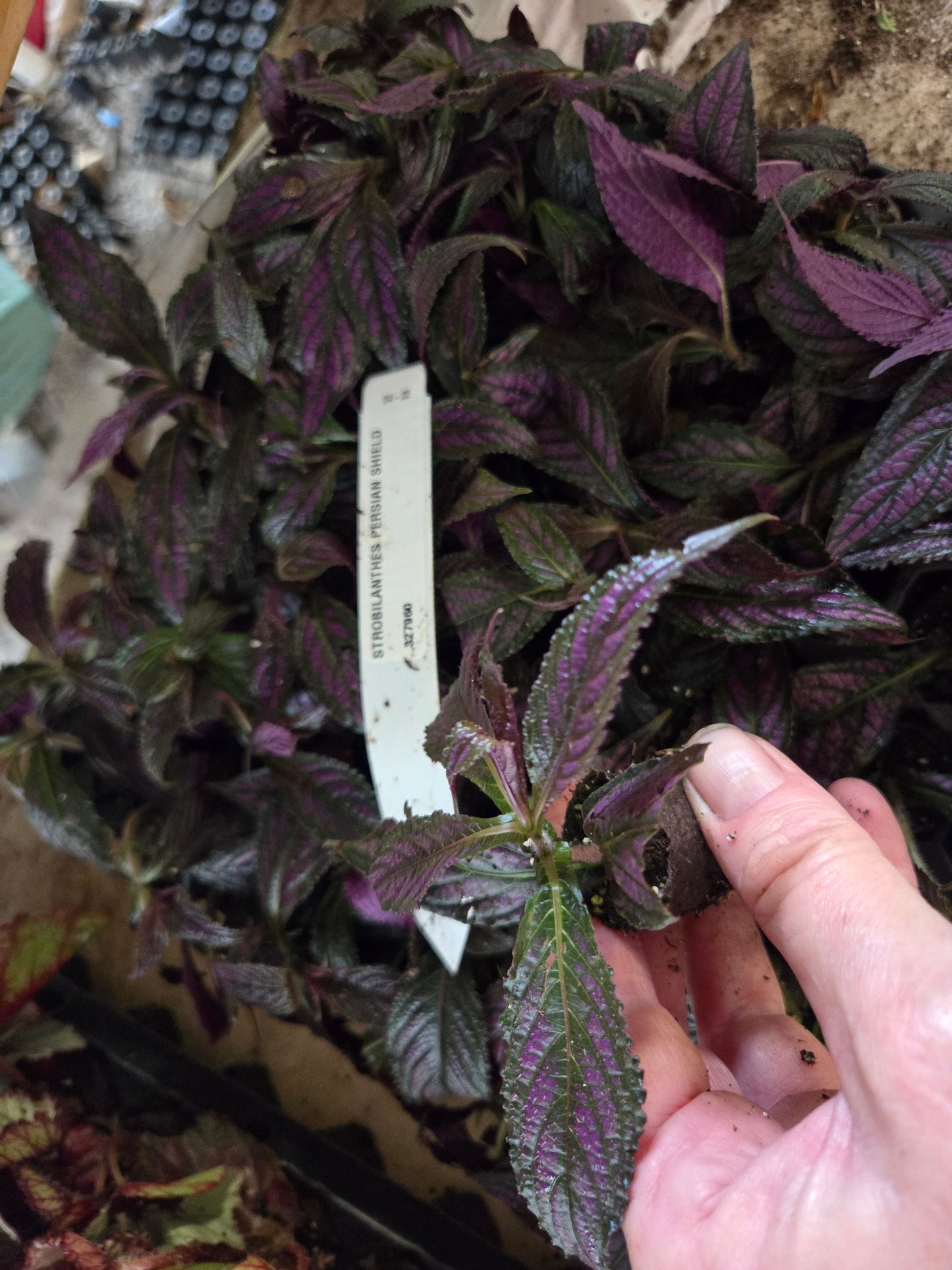 PERSIAN SHIELD Strobilanthes Dyerianus Starter Plant